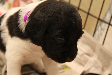 Jeida kaulapantatreeniä